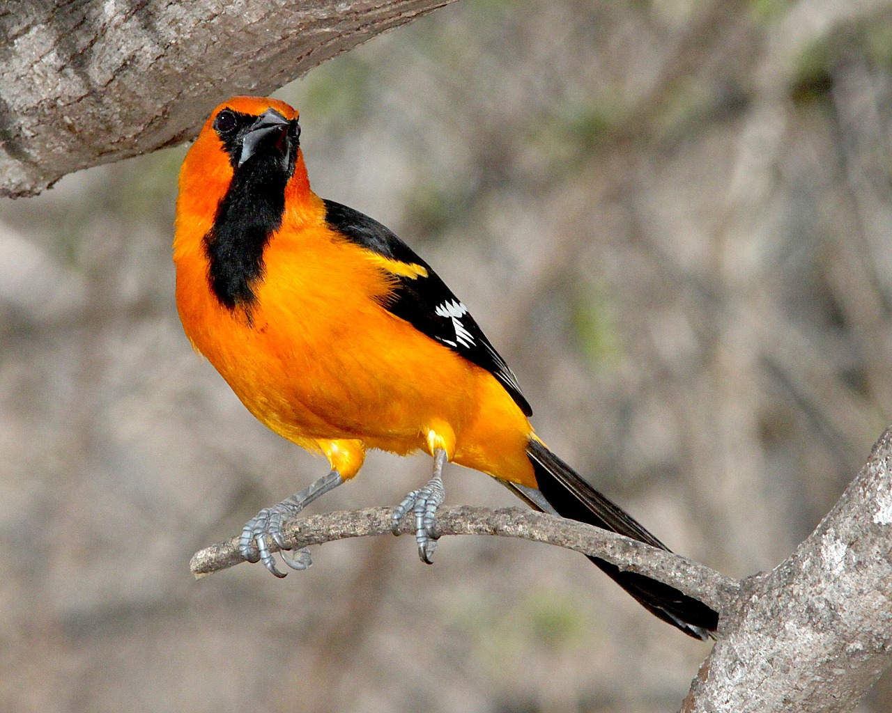 Altamira Oriole, Paukštis, Sustingęs, Gamta, Laukinė Gamta, Giesmininkas, Filialas, Lauke, Paukščių Stebėjimas, Spalvinga