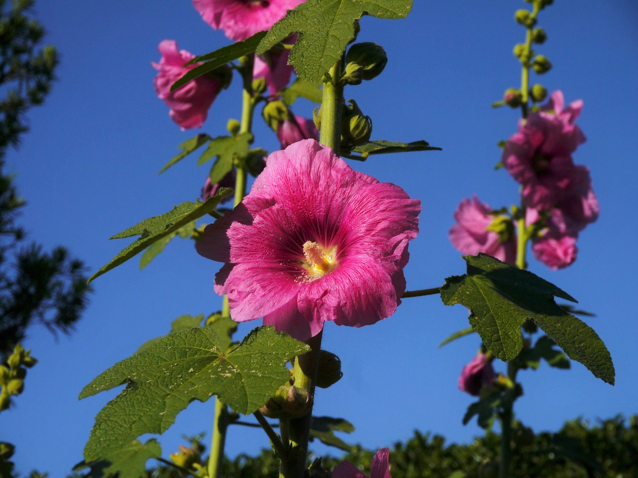 Althaea Rosea, Hana Aoi, Rožinis, Gėlės, Budas, Lapai, Žalias, Otsu Parkas, Yokosuka, Japonija