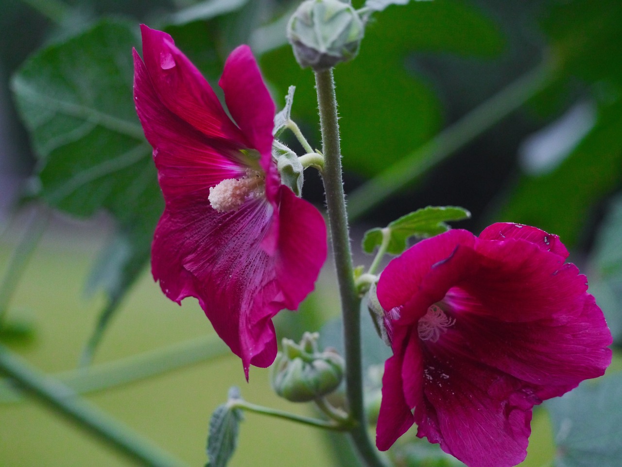 Althaea Rosea, Hana Aoi, Raudona Violetinė, Raudona, Gėlės, Budas, Lapai, Žalias, Otsu Parkas, Yokosuka