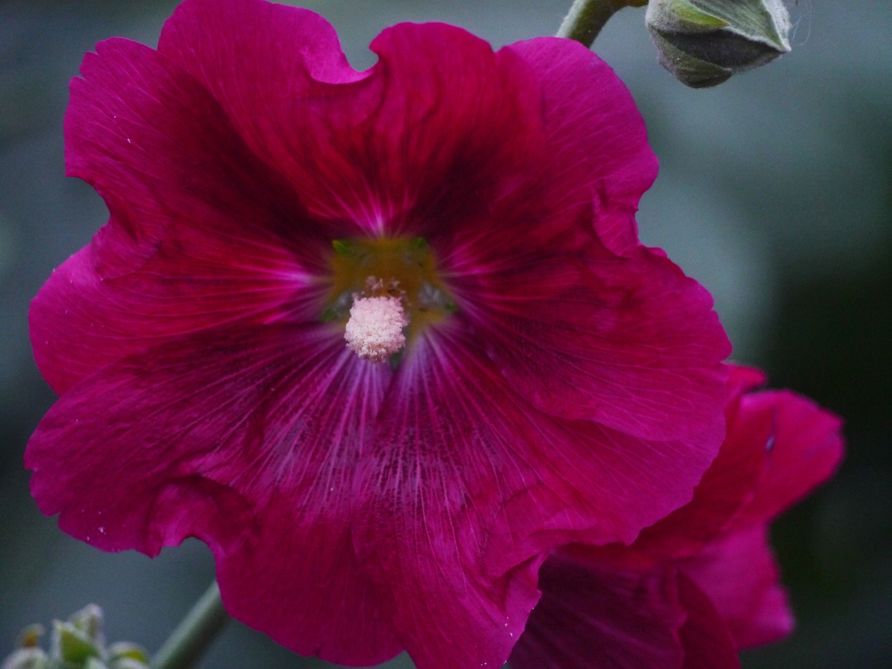 Althaea Rosea, Hana Aoi, Raudona Violetinė, Raudona, Gėlės, Budas, Lapai, Žalias, Otsu Parkas, Yokosuka