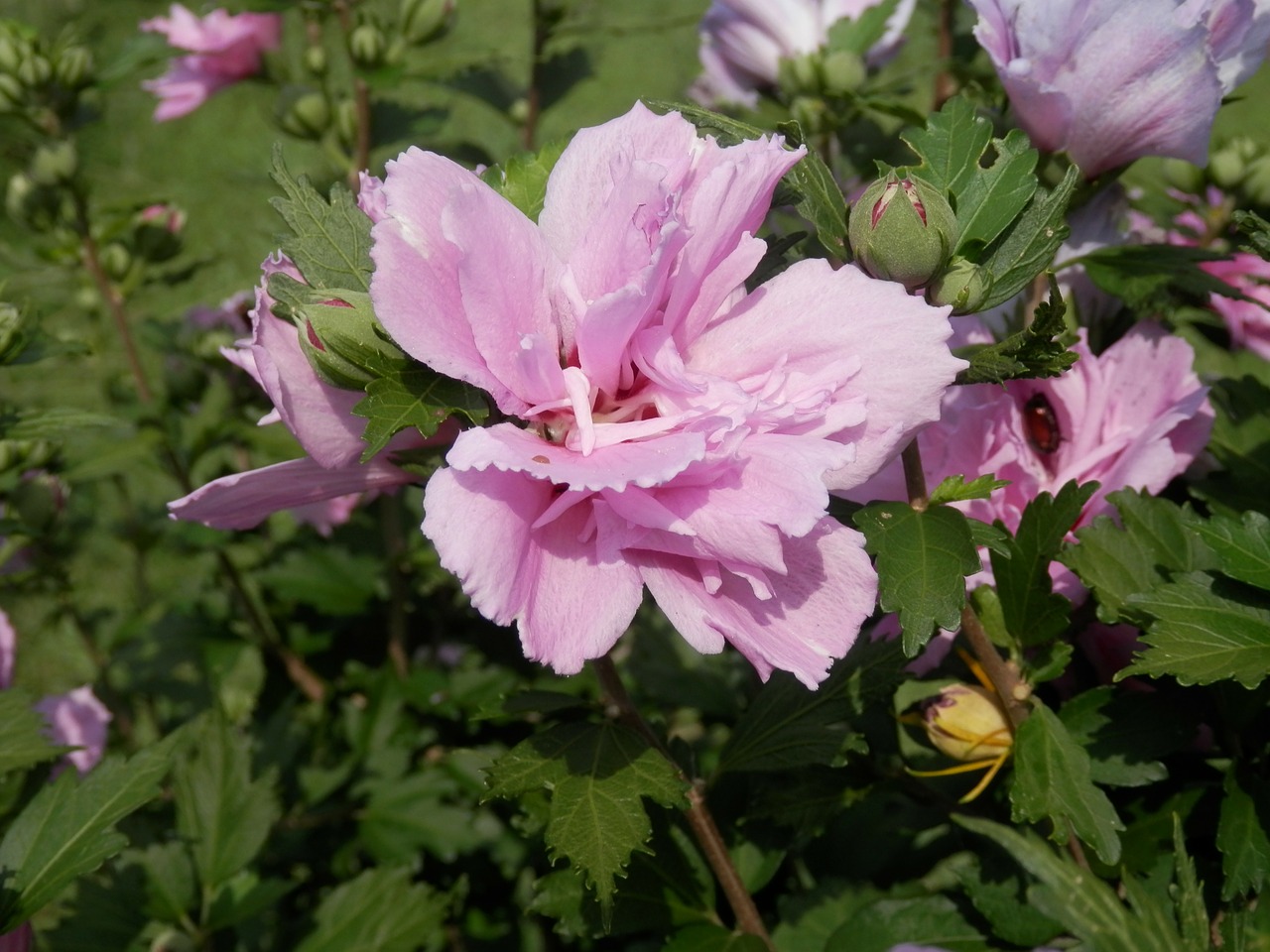 Althea, Šarono Rožė, Gėlė, Hibiscus, Lapija, Lapai, Žiedlapiai, Gėlių, Žiedas, Natūralus