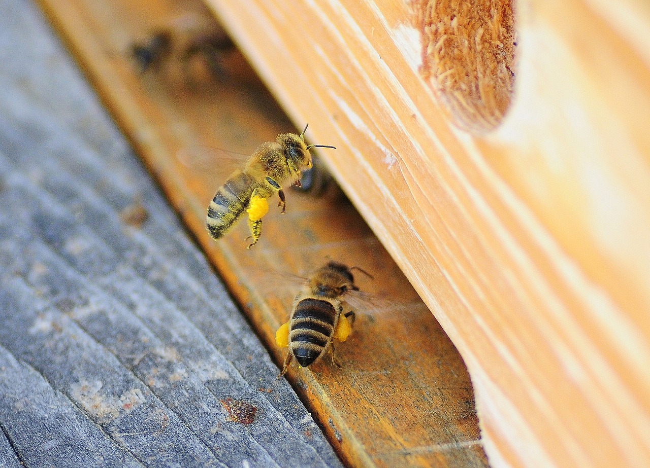 Visada, Bičių, Makro, Medus, Žiedadulkės, Nektaras, Pavasaris, Žiedadulkių Krepšelis, Nemokamos Nuotraukos,  Nemokama Licenzija