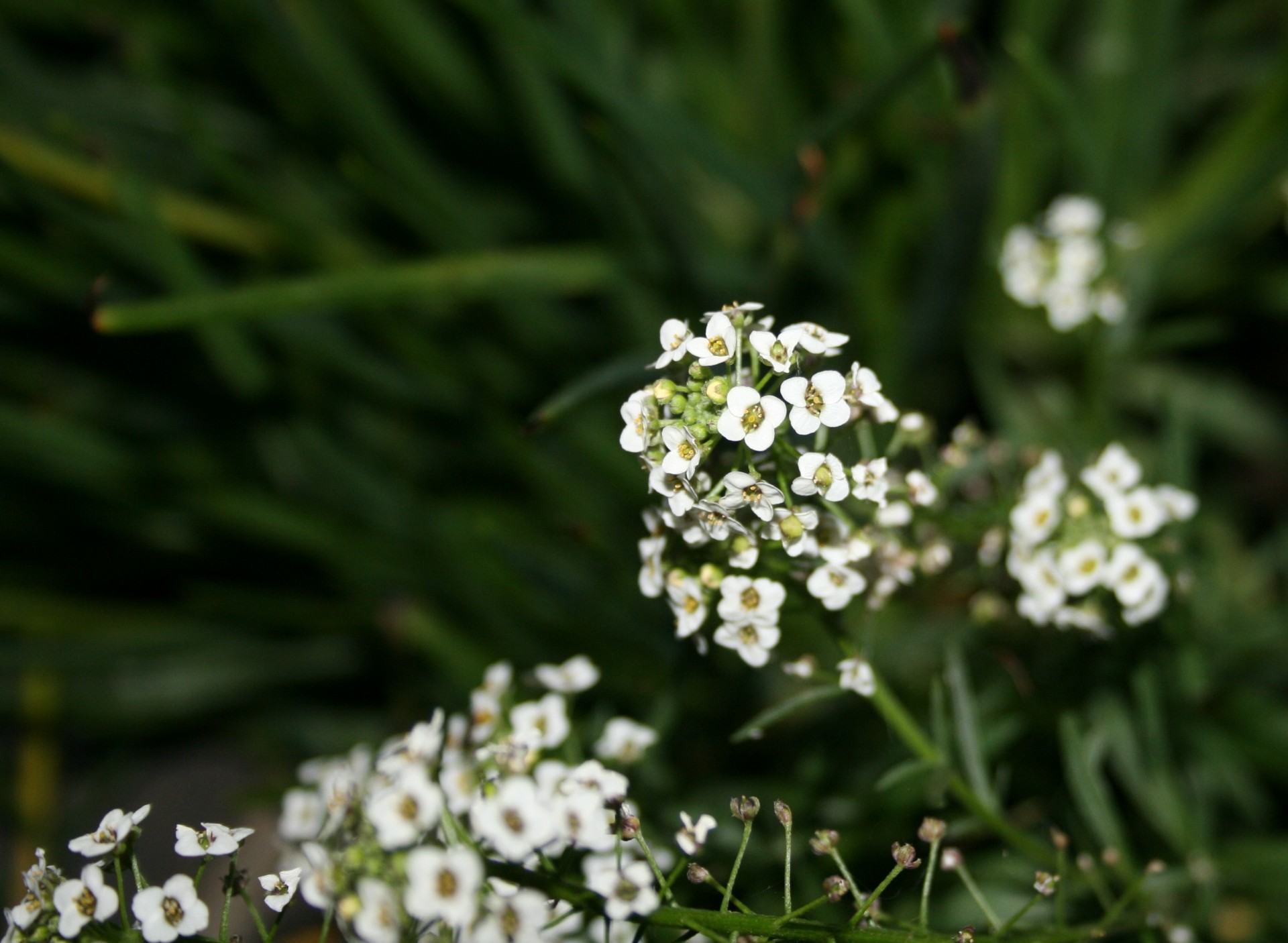 Gėlės,  Mažas,  Balta,  Saldus,  Alyssum,  Alyssum Gėlės, Nemokamos Nuotraukos,  Nemokama Licenzija