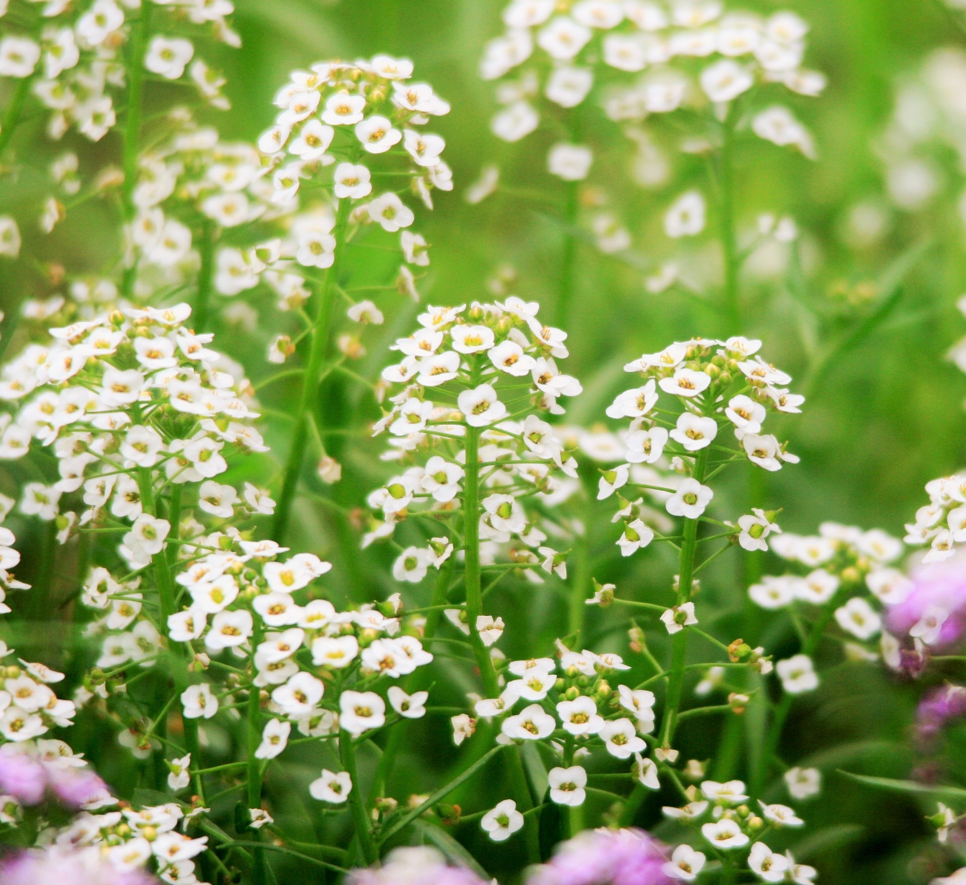 Gėlės,  Balta,  Skanėsto,  Subtilus,  Saldus,  Aromatingas,  Alyssum,  Alyssum Gėlės, Nemokamos Nuotraukos,  Nemokama Licenzija