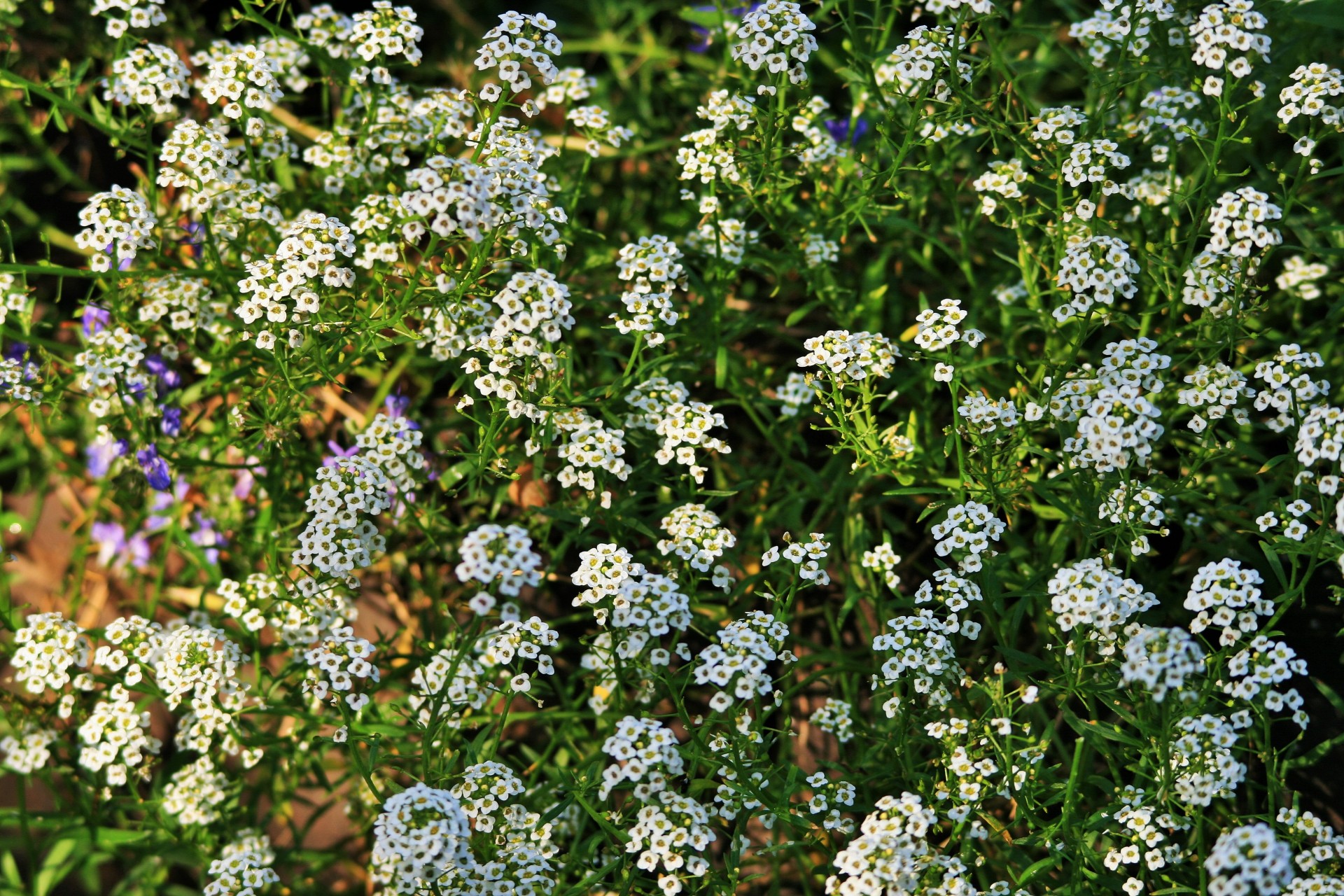 Gėlės,  Alyssum,  Medus,  Balta,  Gerai,  Subtilus,  Alyssum Medaus Gėlės, Nemokamos Nuotraukos,  Nemokama Licenzija