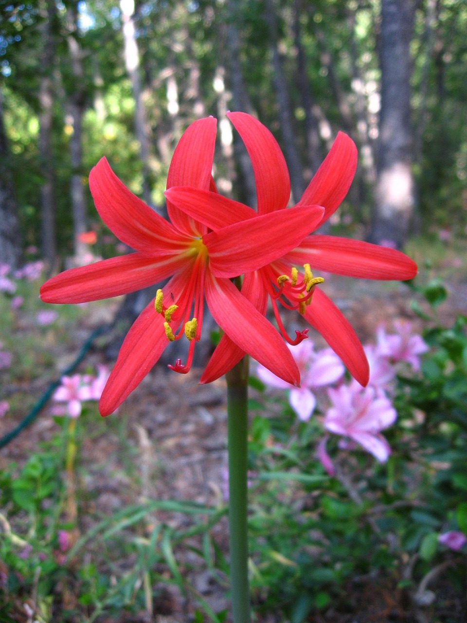 Raudona Añañuca, Rhodophiala Phycelloides, Kalnų Gėlė, Vietinis Chileanas, Nemokamos Nuotraukos,  Nemokama Licenzija