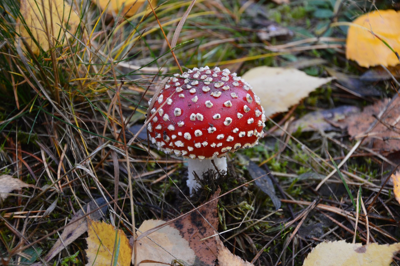 Amanita, Grybai, Ruduo, Nemokamos Nuotraukos,  Nemokama Licenzija