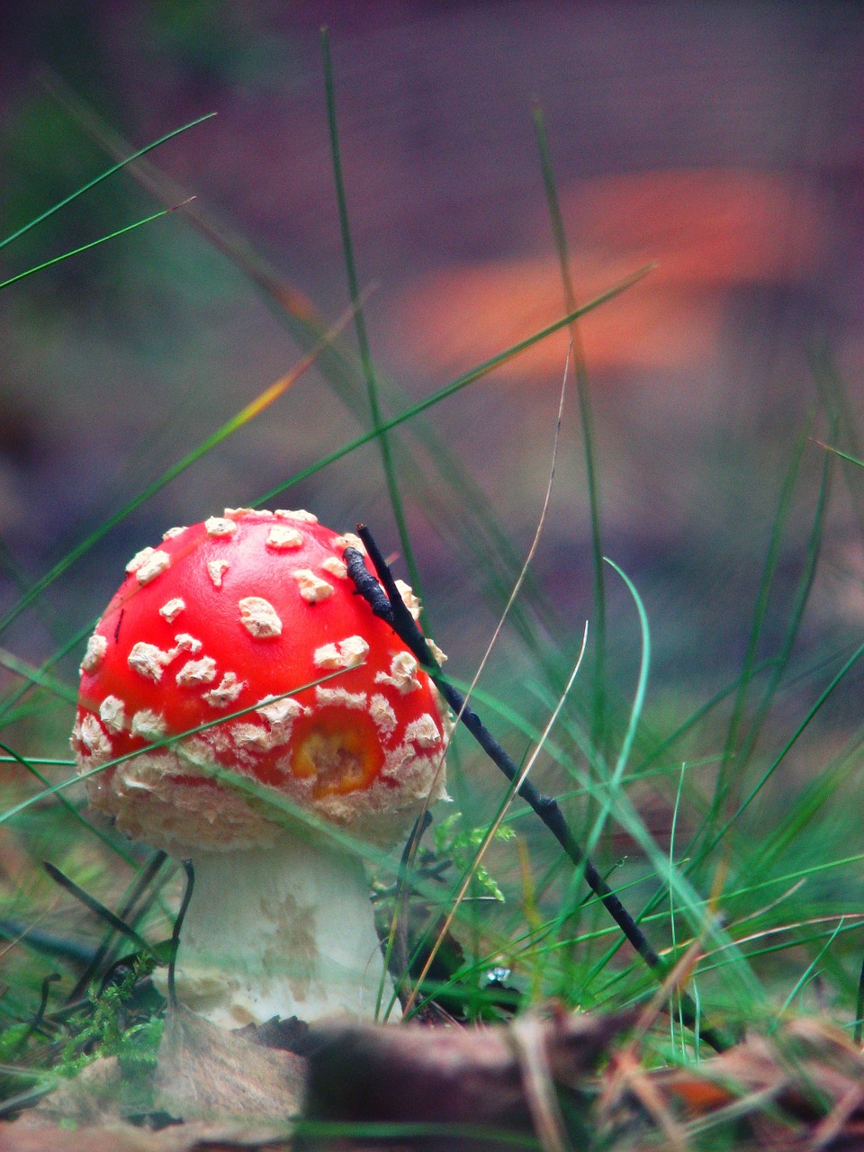 Amanita, Grybai, Miškas, Poliana, Nuodingi Grybai, Augalas, Žolė, Nemokamos Nuotraukos,  Nemokama Licenzija