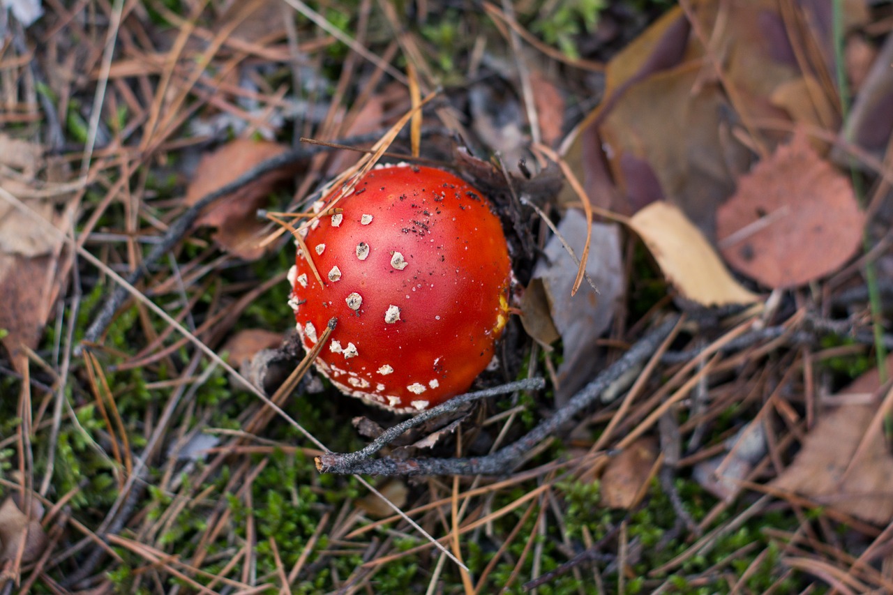 Amanita, Grybai, Miškas, Adatos, Skrenda Agaro Raudonai, Rinkimas, Grybai, Ruduo, Nuodingi Grybai, Lenkija