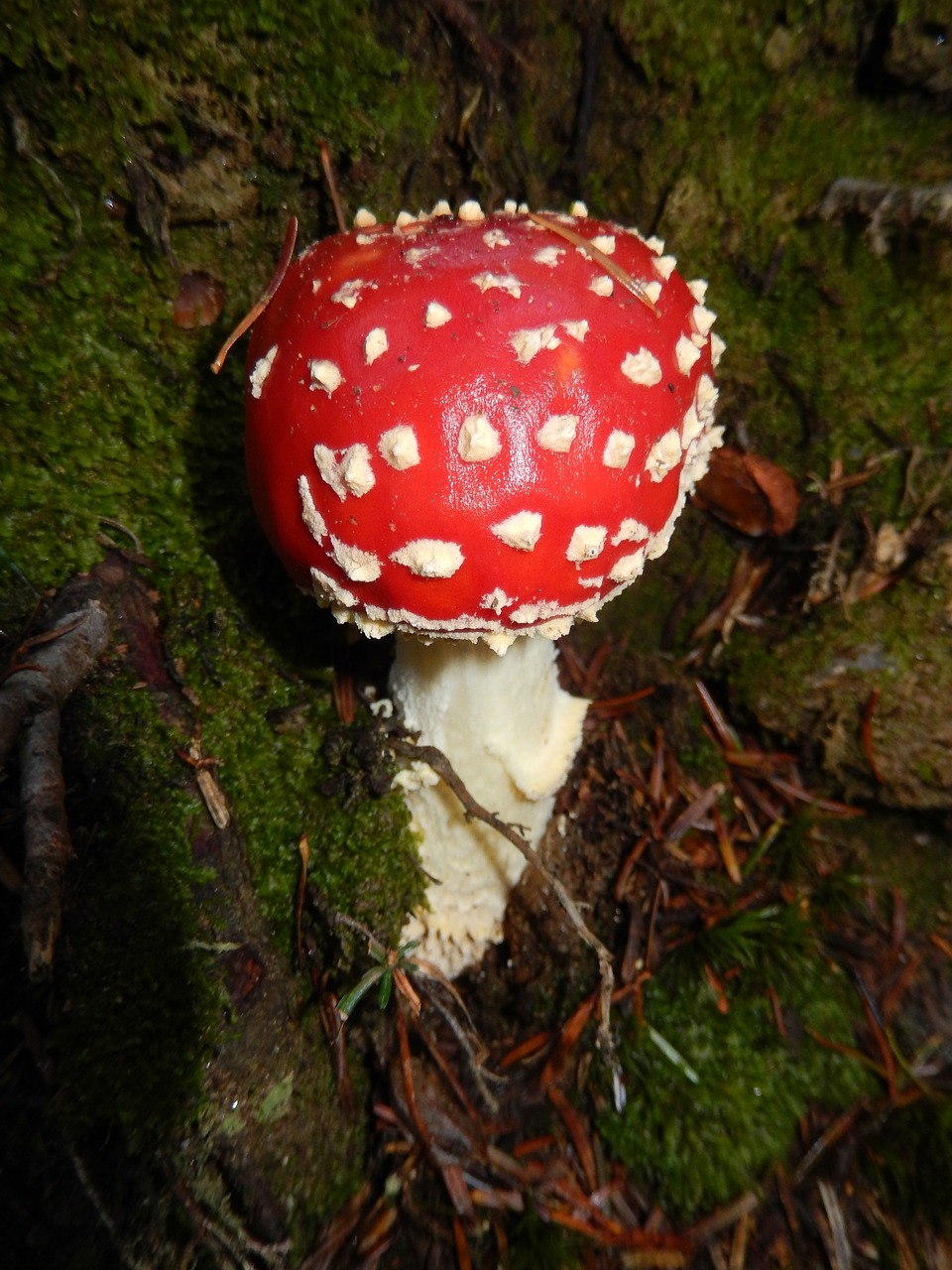 Amanita, Raudona Amanita Gryba, Gamta, Nemokamos Nuotraukos,  Nemokama Licenzija