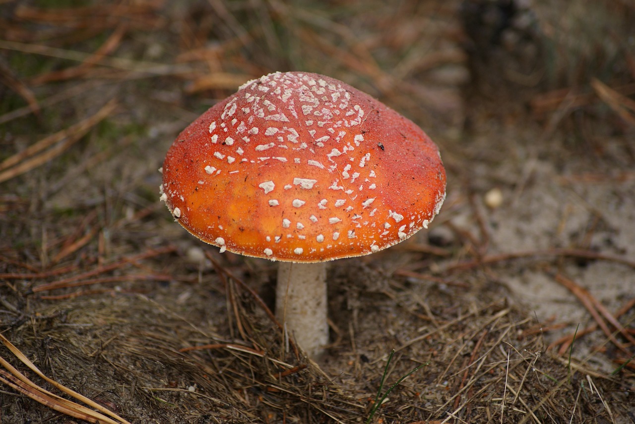 Amanita, Grybai, Nuodai, Raudona Kepurė, Baltieji Dėmeliai, Miškas, Ruduo, Gamta, Nemokamos Nuotraukos,  Nemokama Licenzija