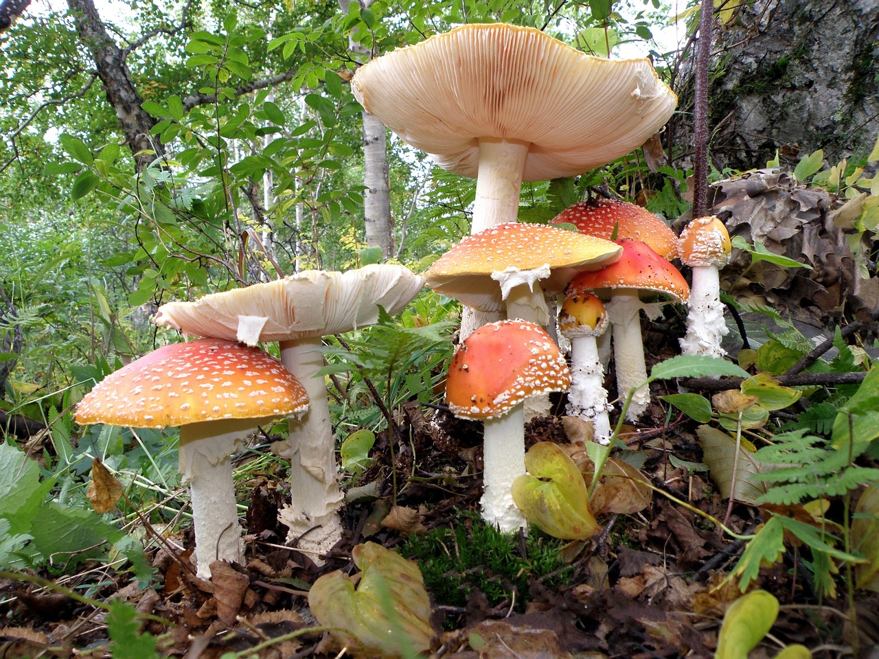 Amanita, Grybai, Šeima, Nuodingi Grybai, Grybiena, Beržo Miškas, Miškas, Gamta, Ruduo, Grybai