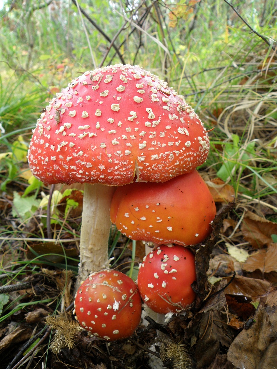 Amanita, Grybai, Šeima, Nuodingi Grybai, Grybiena, Beržo Miškas, Gamta, Ruduo, Grybai, Nemokamos Nuotraukos