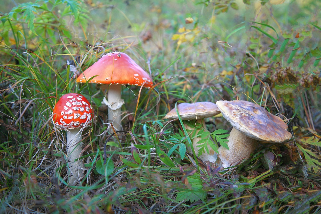 Amanita, Grybai, Šeima, Nuodingi Grybai, Grybiena, Beržo Miškas, Miškas, Gamta, Ruduo, Grybai