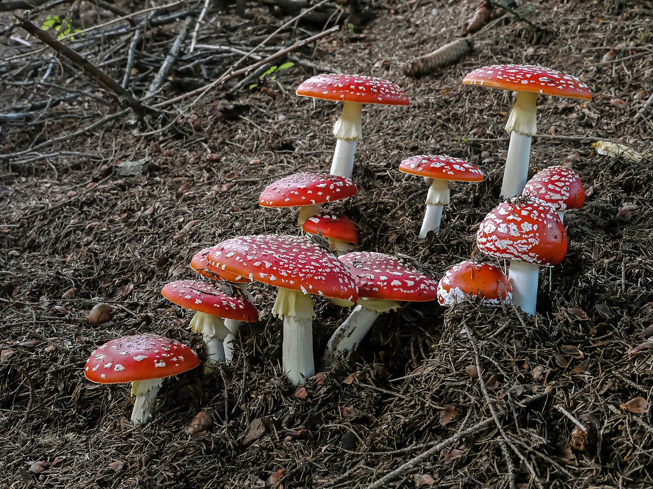 Amanita, Muscaria, Amanita Muscaria, Grybai, Amanitas, Raudona, Pavojus, Toksiškas, Nuodingas, Nuodai