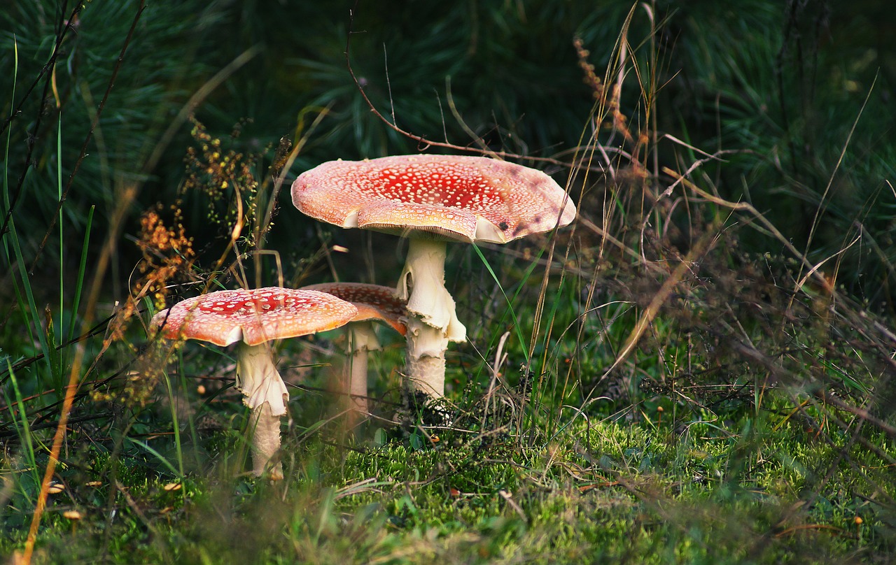 Amanita, Grybai, Skrenda Agaro Raudonai, Gamta, Nuodingi Grybai, Pakratai, Krentantys Lapai, Rinkimas, Raudona, Grybai