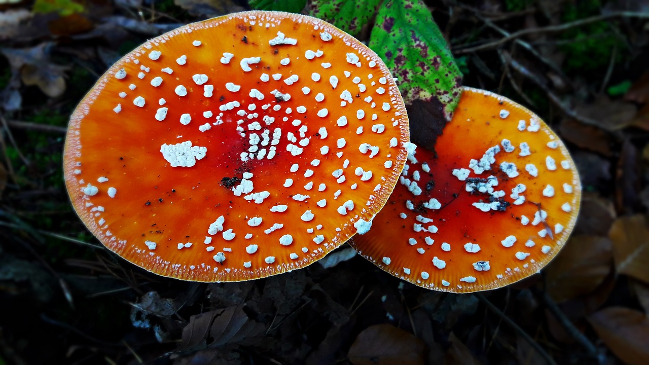 Amanita, Grybai, Nuodingas, Miškas, Skrenda Agaro Raudonai, Gamta, Ruduo, Raudona, Nuodingi Grybai, Nemokamos Nuotraukos