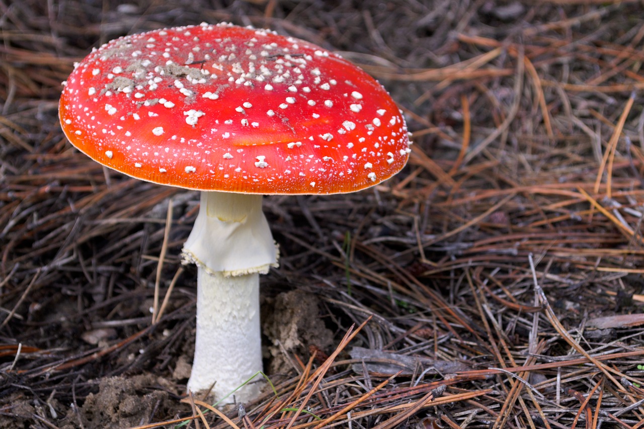 Amanita, Amanita Muscaria, Grybai, Grybai, Nuodai, Miškas, Ruduo, Gamta, Nemokamos Nuotraukos,  Nemokama Licenzija