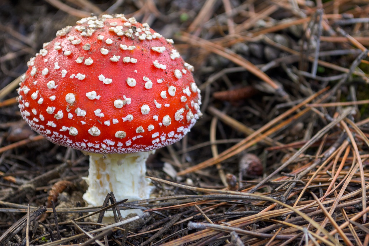 Amanita, Amanita Muscaria, Grybai, Grybai, Nuodai, Miškas, Ruduo, Gamta, Nemokamos Nuotraukos,  Nemokama Licenzija