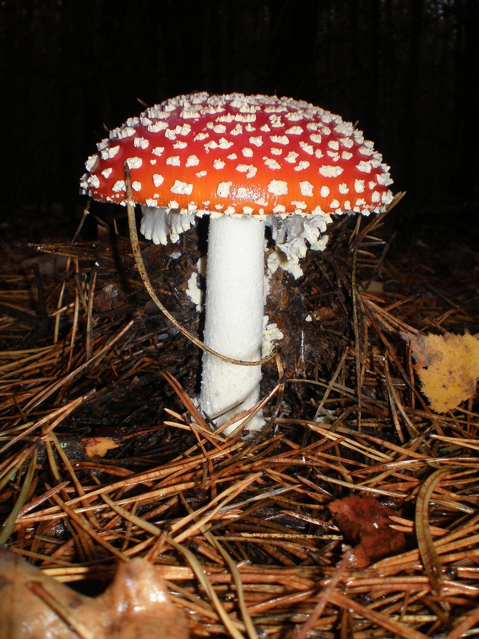 Amanita, Grybai, Nuodingi Grybai, Amanita Muscaria, Atostogos, Rudens Miškas, Grožis, Ruduo, Nemokamos Nuotraukos,  Nemokama Licenzija