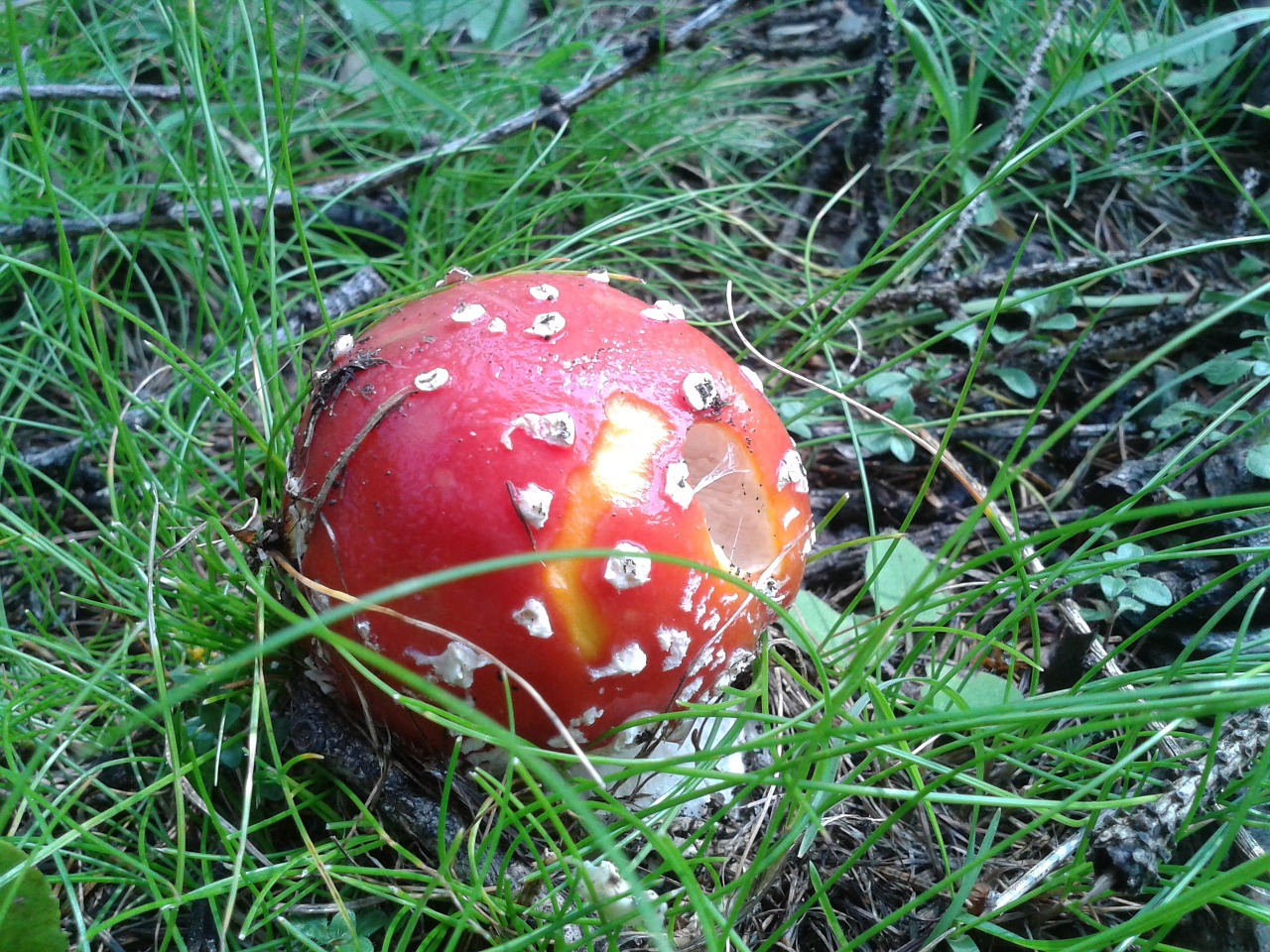 Amanita, Grybelis, Nuodai, Prato, Ekskursija, Nemokamos Nuotraukos,  Nemokama Licenzija