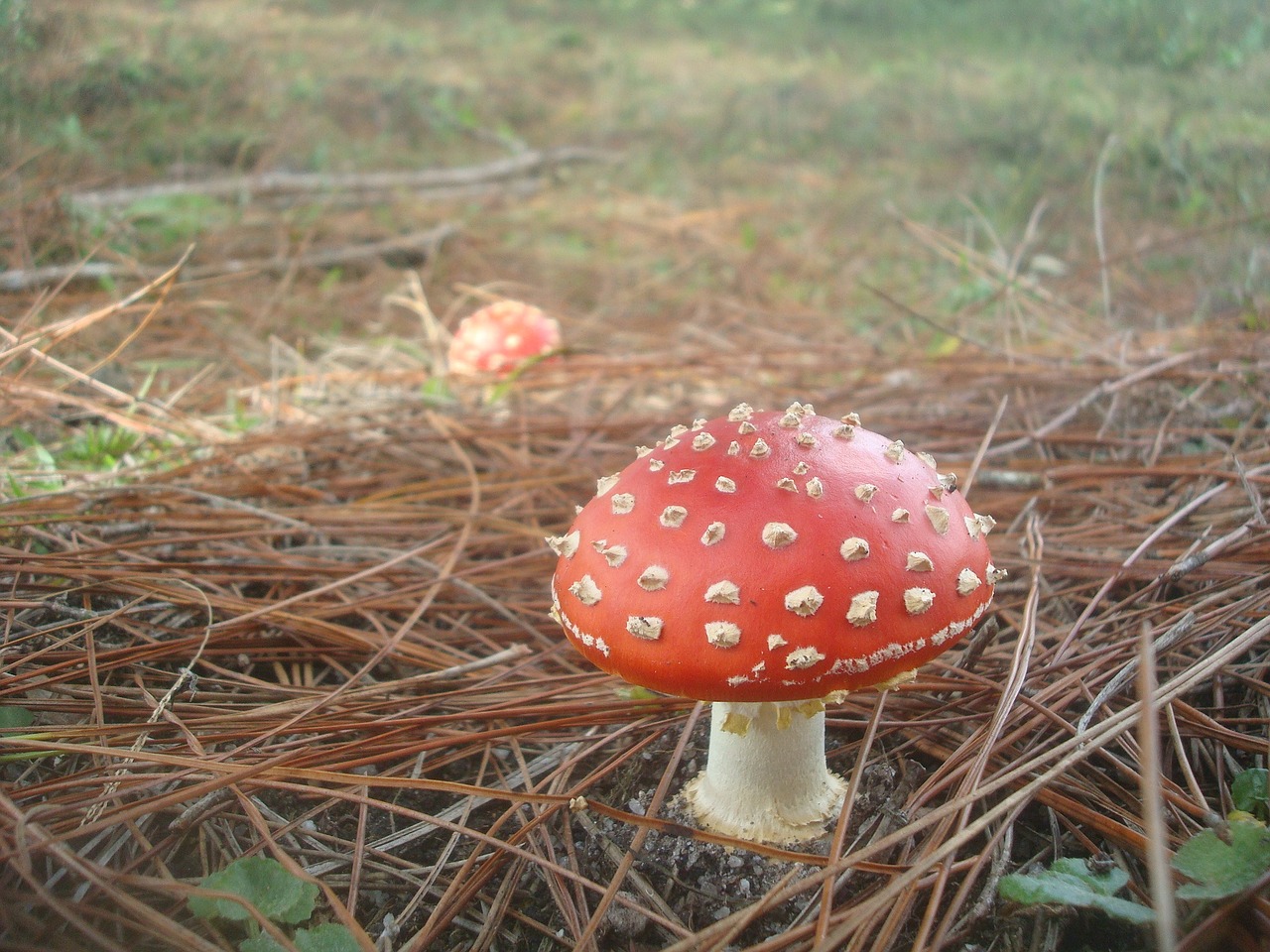 Amanita, Grybai, Raudona, Nemokamos Nuotraukos,  Nemokama Licenzija