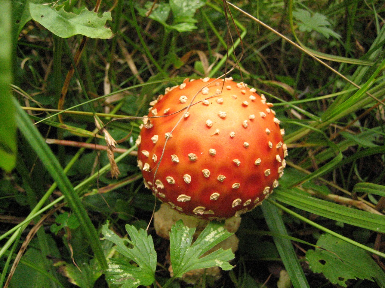 Amanita, Grybai, Miškas, Nemokamos Nuotraukos,  Nemokama Licenzija