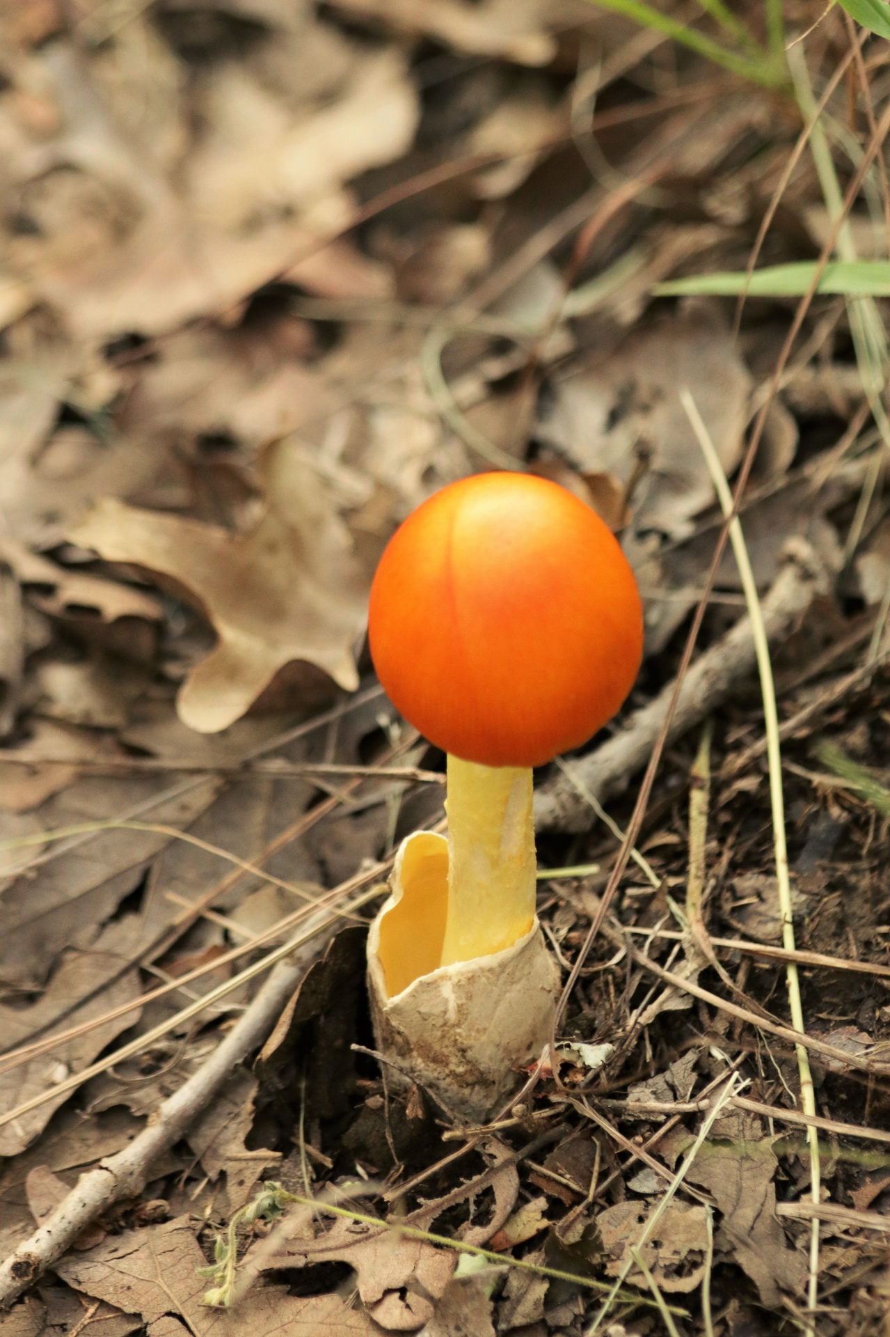 Gamta,  Augalai,  Grybai,  Grybai,  Amanita & Nbsp,  Grybai,  Amanita & Nbsp,  Jackson,  Amanita & Nbsp,  Jacksonii