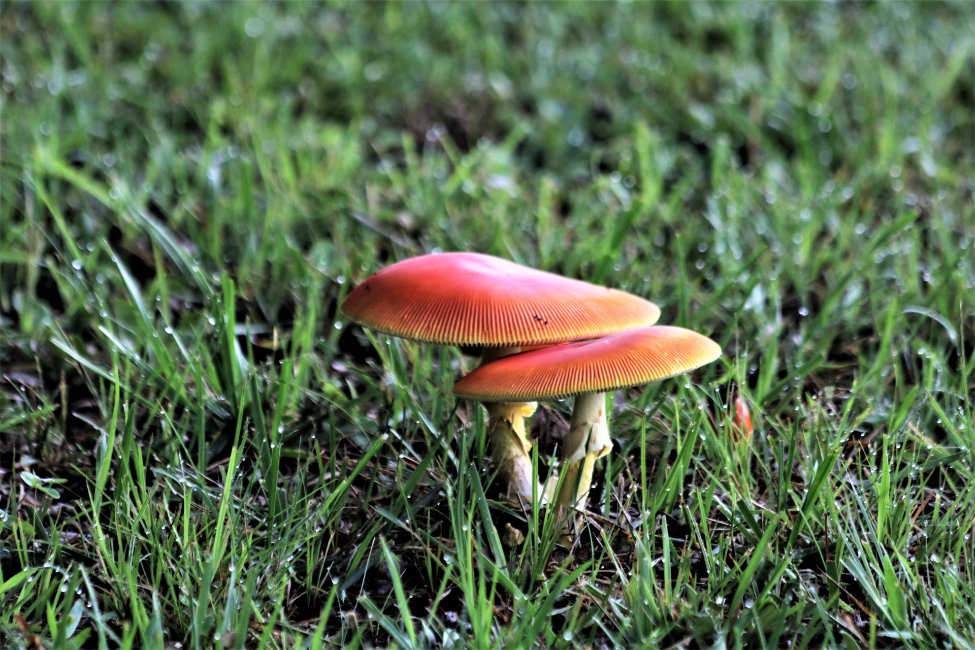 Gamta,  Augalai,  Grybai,  Grybai,  Oranžiniai & Nbsp,  Grybai,  Amanita,  Amanita & Nbsp,  Jackson,  Amanita & Nbsp