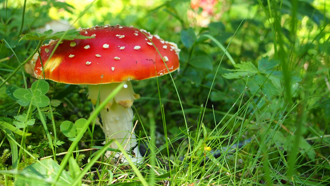 Amanita Žudo Skristi, Grybelis, Nuodingas, Nemokamos Nuotraukos,  Nemokama Licenzija