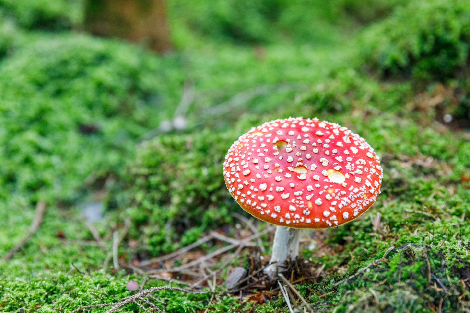 Amanita & Nbsp,  Muscaria,  Gražus,  Iš Arti,  Pavojingas,  Skristi & Nbsp,  Agaric,  Skristi & Nbsp,  Amanita,  Miškas