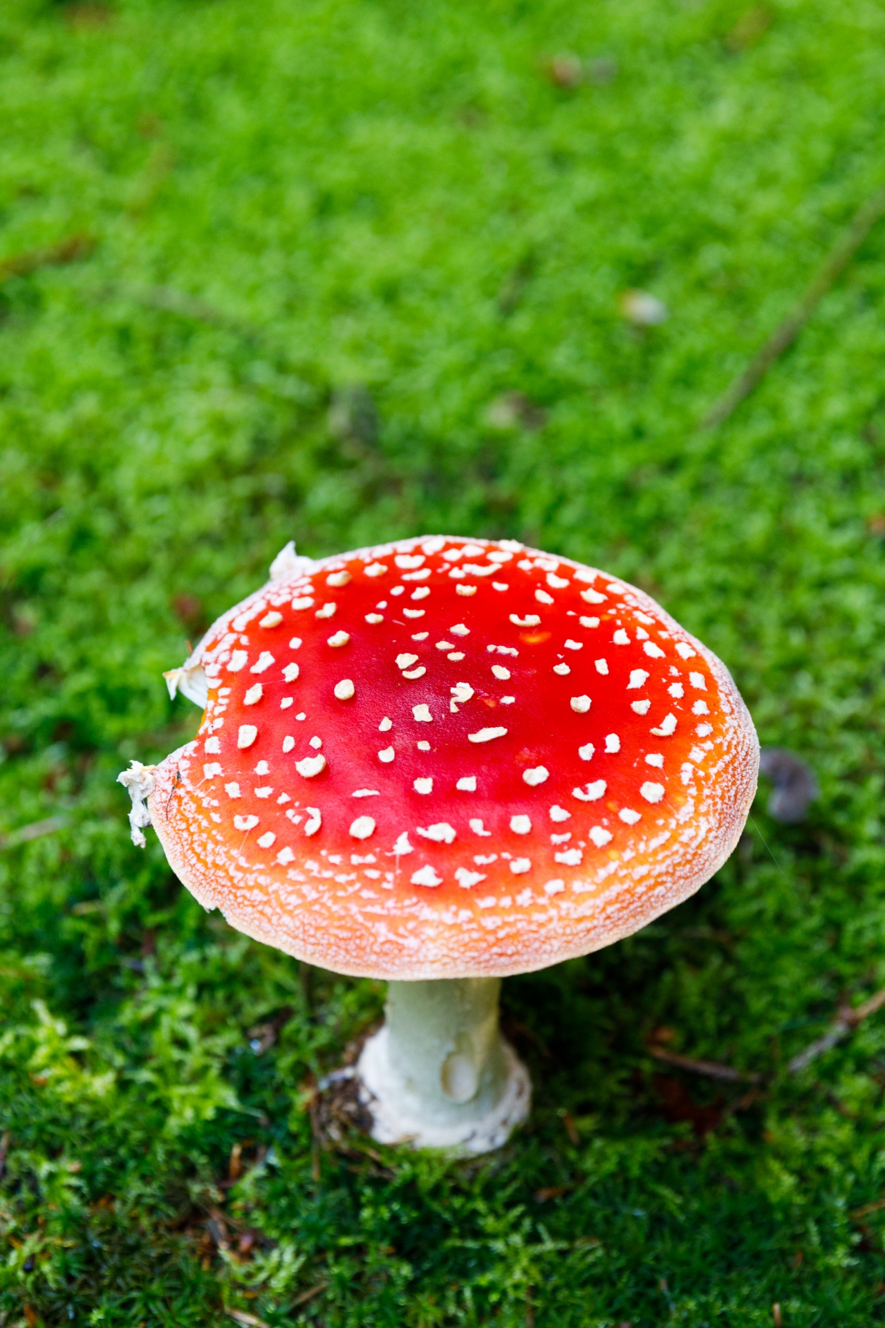 Amanita & Nbsp,  Muscaria,  Gražus,  Iš Arti,  Pavojingas,  Skristi & Nbsp,  Agaric,  Skristi & Nbsp,  Amanita,  Miškas