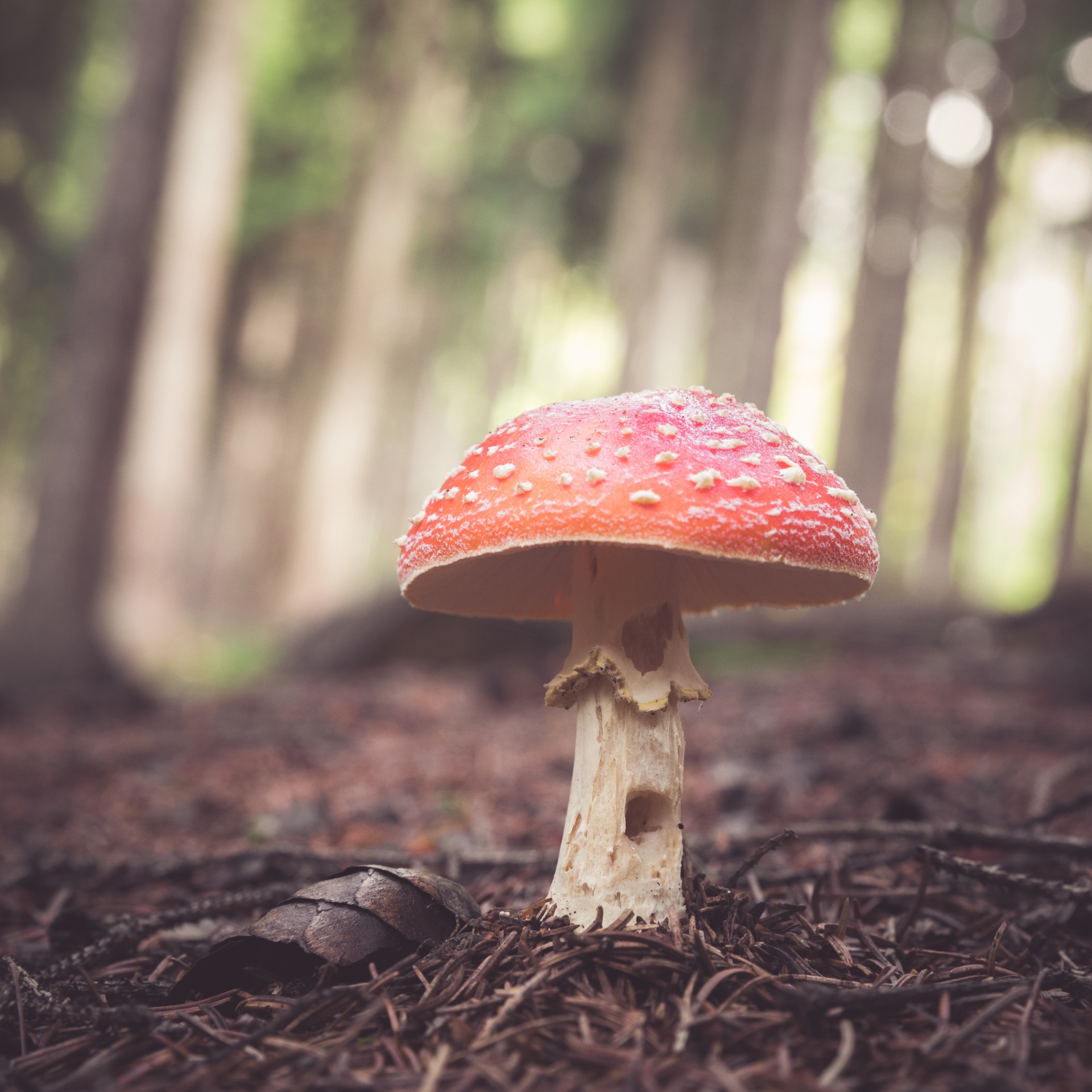 Amanita & Nbsp,  Muscaria,  Gražus,  Iš Arti,  Pavojingas,  Skristi & Nbsp,  Agaric,  Skristi & Nbsp,  Amanita,  Miškas