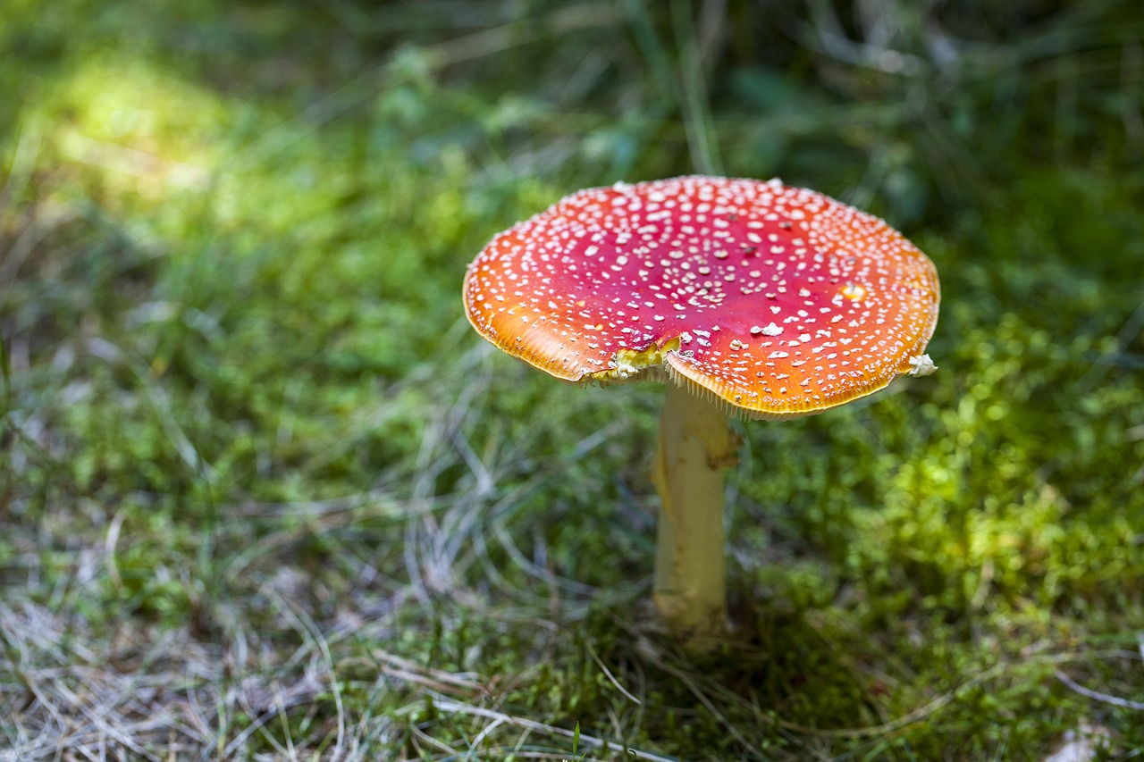 Amanita Muscaria, Toksiškas, Laukiniai Grybai, Nemokamos Nuotraukos,  Nemokama Licenzija