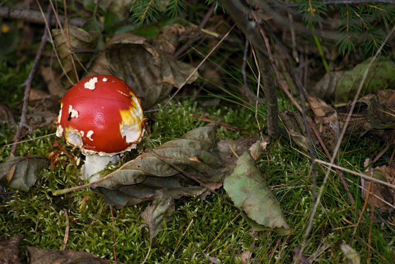 Amanita Muscaria, Grybelis, Makro, Toksiškas, Miškas, Gamta, Adatos, Samanos, Sausas Lapai, Šakelės