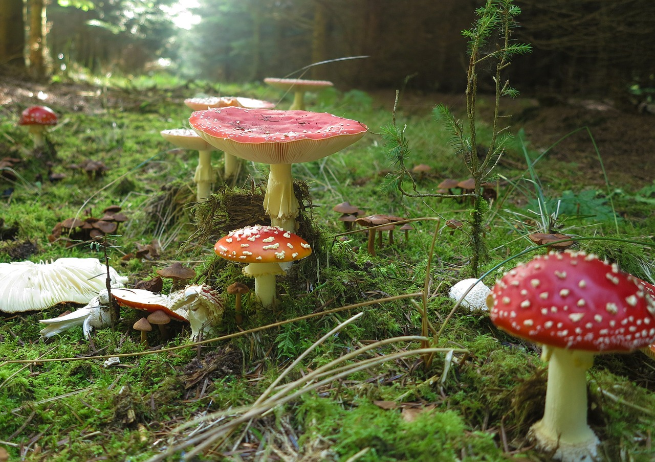 Amanita Muscaria, Skristi Agaro, Grybai, Nuodingas, Gamta, Grybelis, Toksiškas, Miškas, Lauke, Nemokamos Nuotraukos