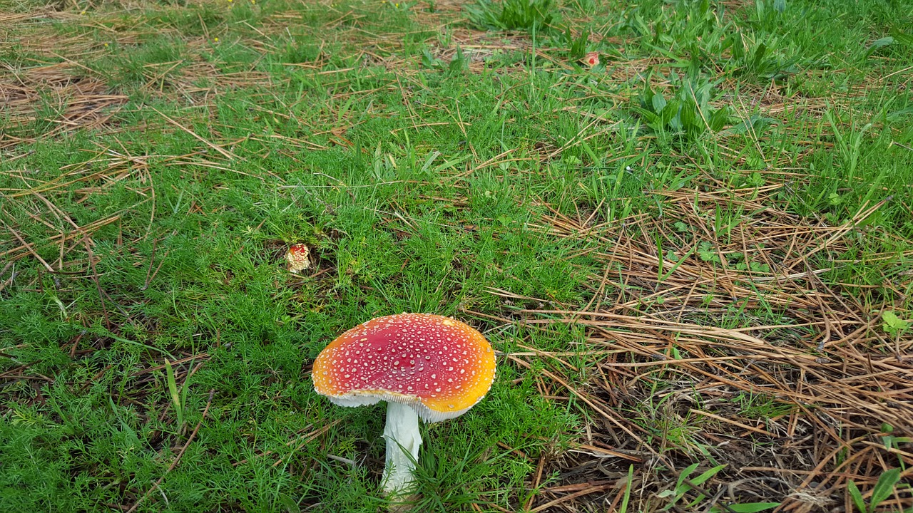 Amanita Muscaria, Grybai, Toksiškas, Grybai, Miškas, Gamta, Rudens Miškas, Amanita Muscarias, Raudona, Amanita