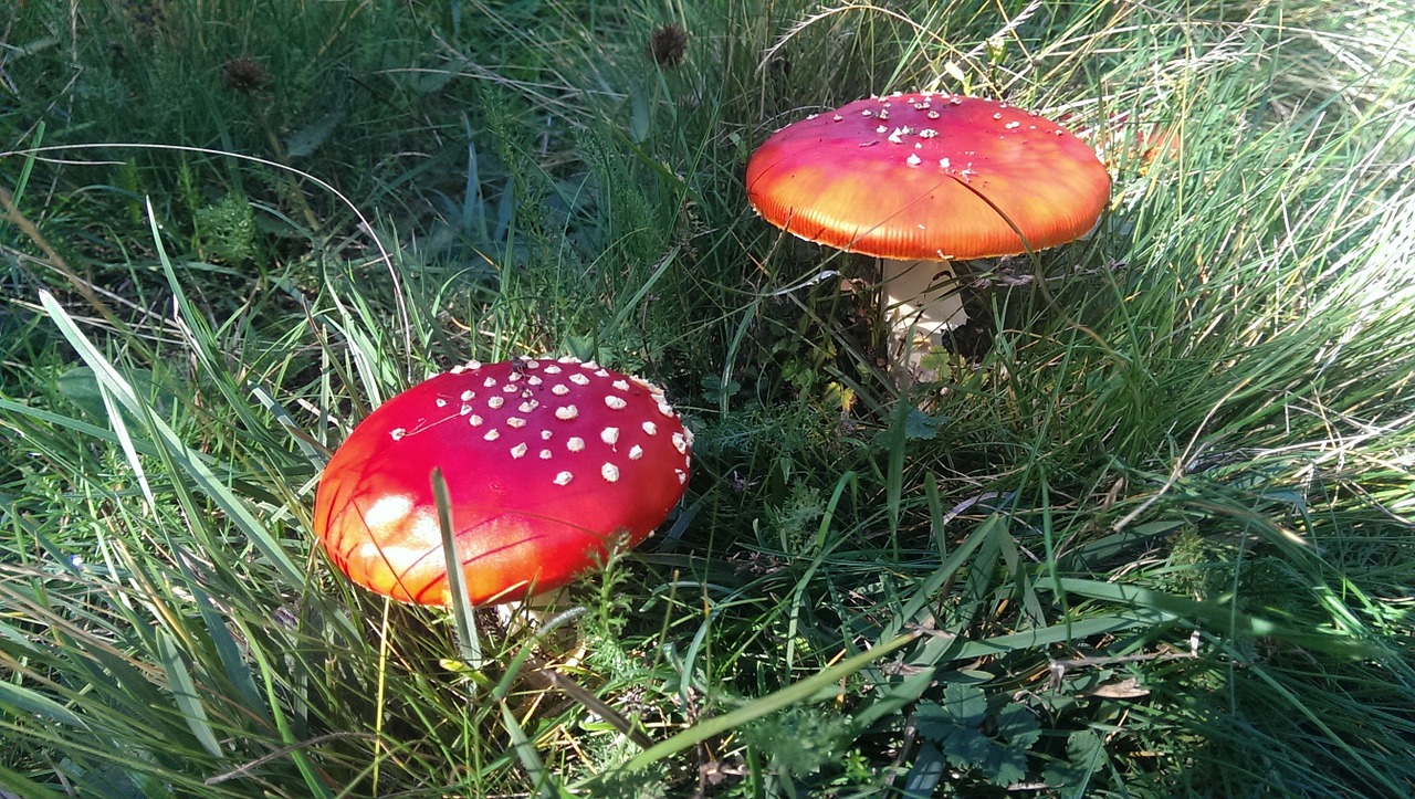 Amanita Muscarias,  Grybai,  Miškas,  Toksiškas, Nemokamos Nuotraukos,  Nemokama Licenzija