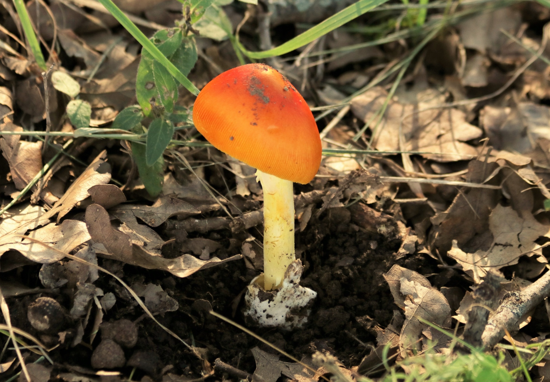 Gamta,  Augalai,  Grybai,  Grybai,  Amanita,  Amanita & Nbsp,  Jackson,  Jacksonii,  Oranžinės Grybų,  Išsiveržimas