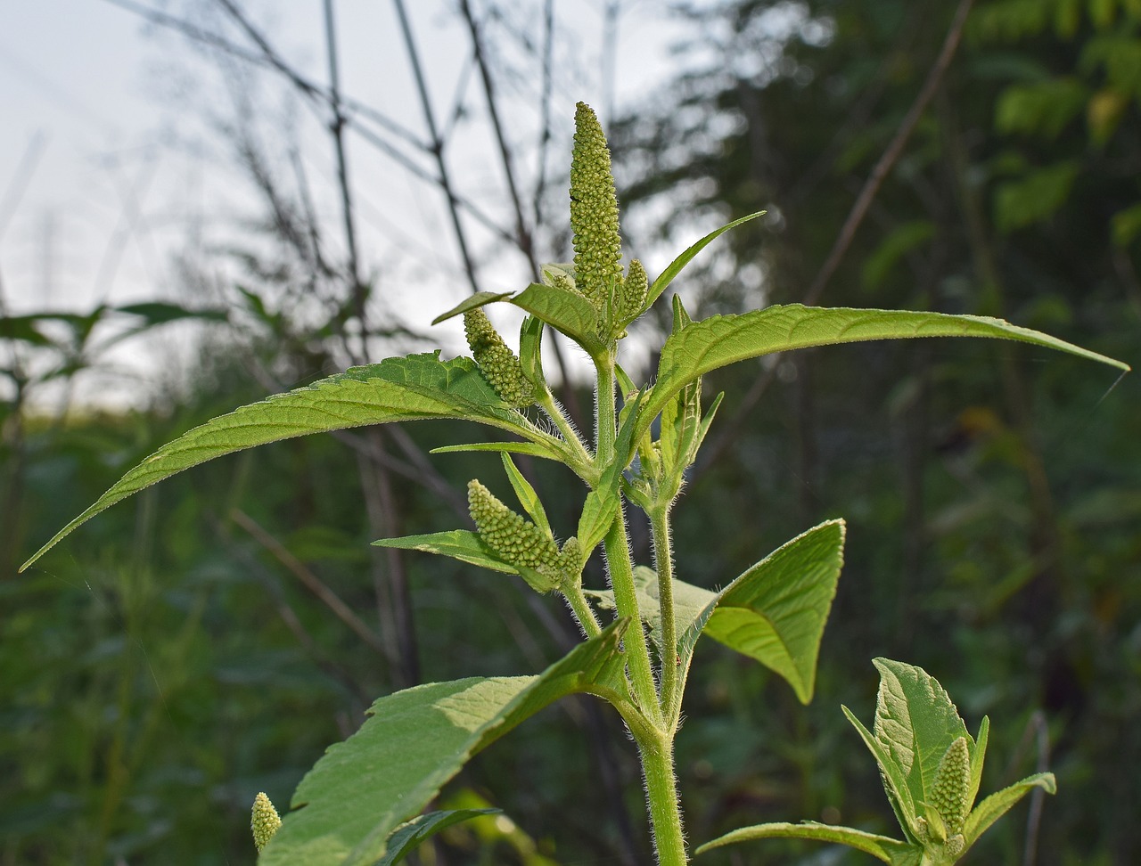 Amaranth, Sėkla, Maistas, Augalas, Gamta, Medicinos, Baltymas, Sveikas, Superfood, Nemokamos Nuotraukos