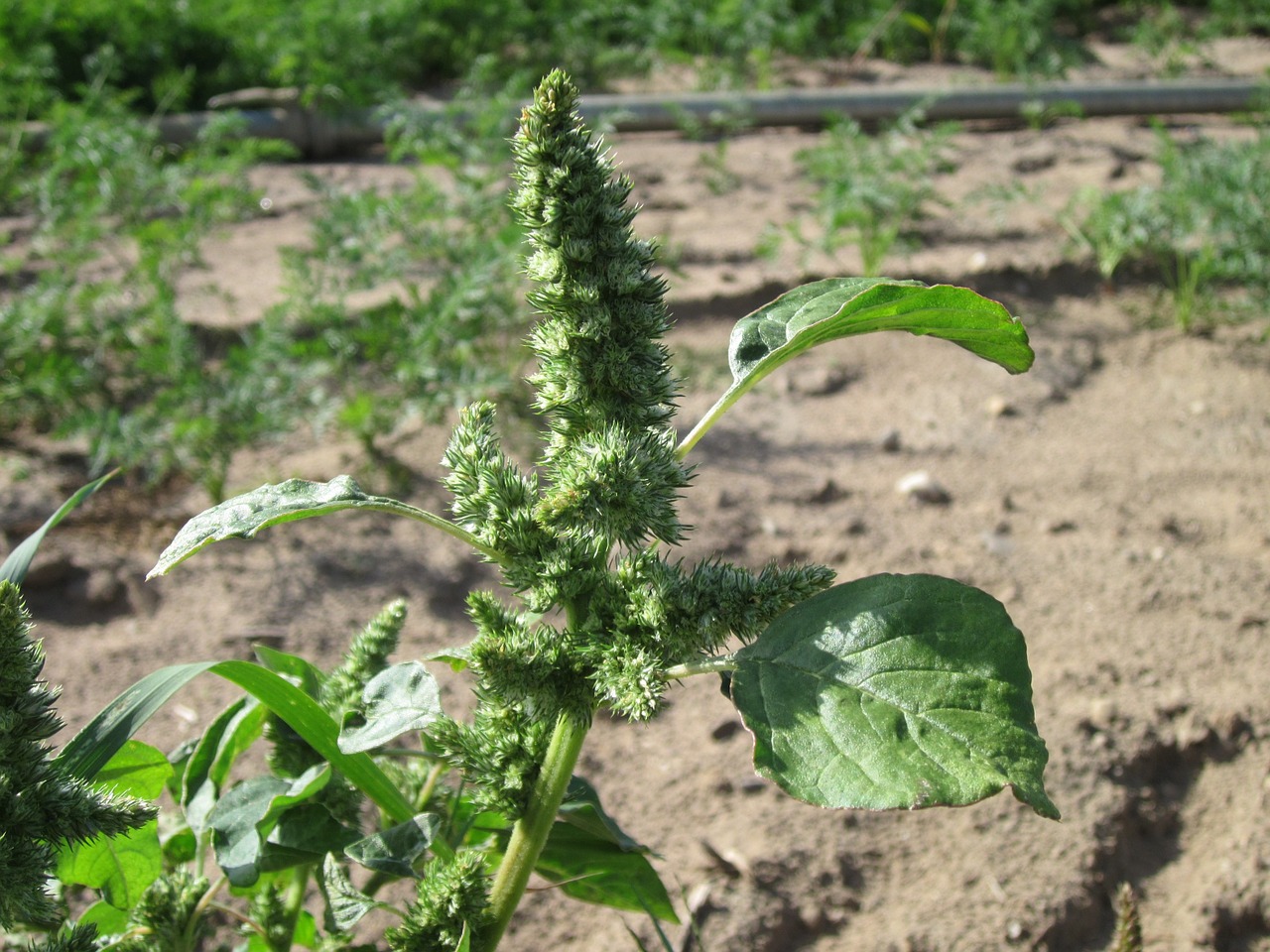 Amaranthus Retrofleksus,  Raudonasis Kiaulytė,  Bendras Amarantas,  Augalas,  Flora,  Botanika,  Rūšis, Nemokamos Nuotraukos,  Nemokama Licenzija