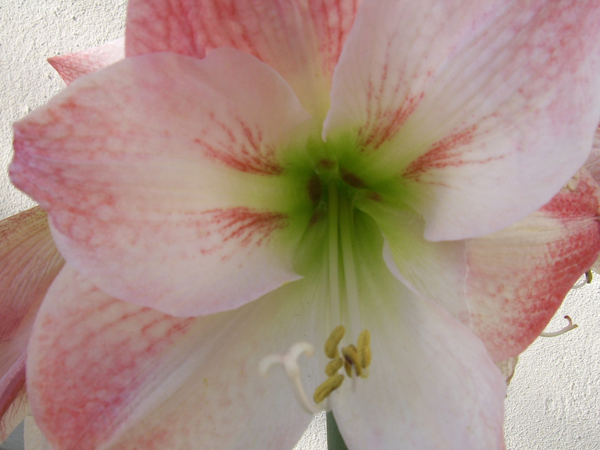 Amaryllis,  Gėlė,  Lemputė,  Gražus,  Iš Arti,  Didelis,  Rožinis,  Amaryllis Gėlė, Nemokamos Nuotraukos,  Nemokama Licenzija