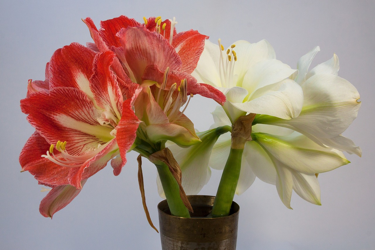 Amaryllis, Raudona, Balta, Žiedas, Žydėti, Gėlė, Augalas, Botanika, Puokštė, Žiedynas