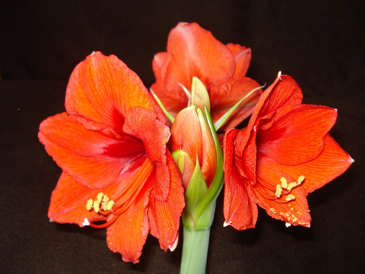 Amaryllis, Raudona Gėlė, Raudona, Gėlė, Nemokamos Nuotraukos,  Nemokama Licenzija