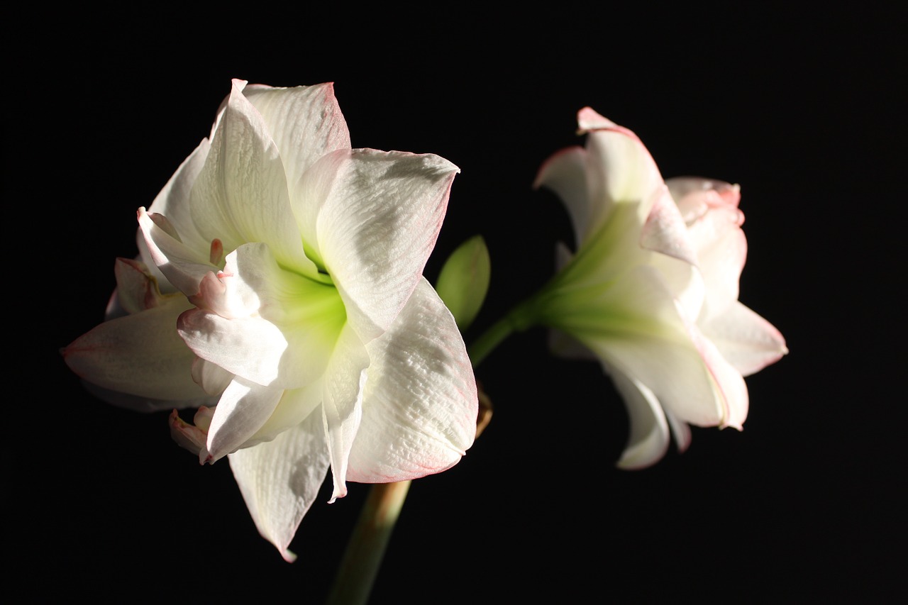 Amaryllis, Gėlė, Gėlės, Balta, Rožinis, Amarilio Augalas, Uždaryti, Flora, Augalas, Gamta