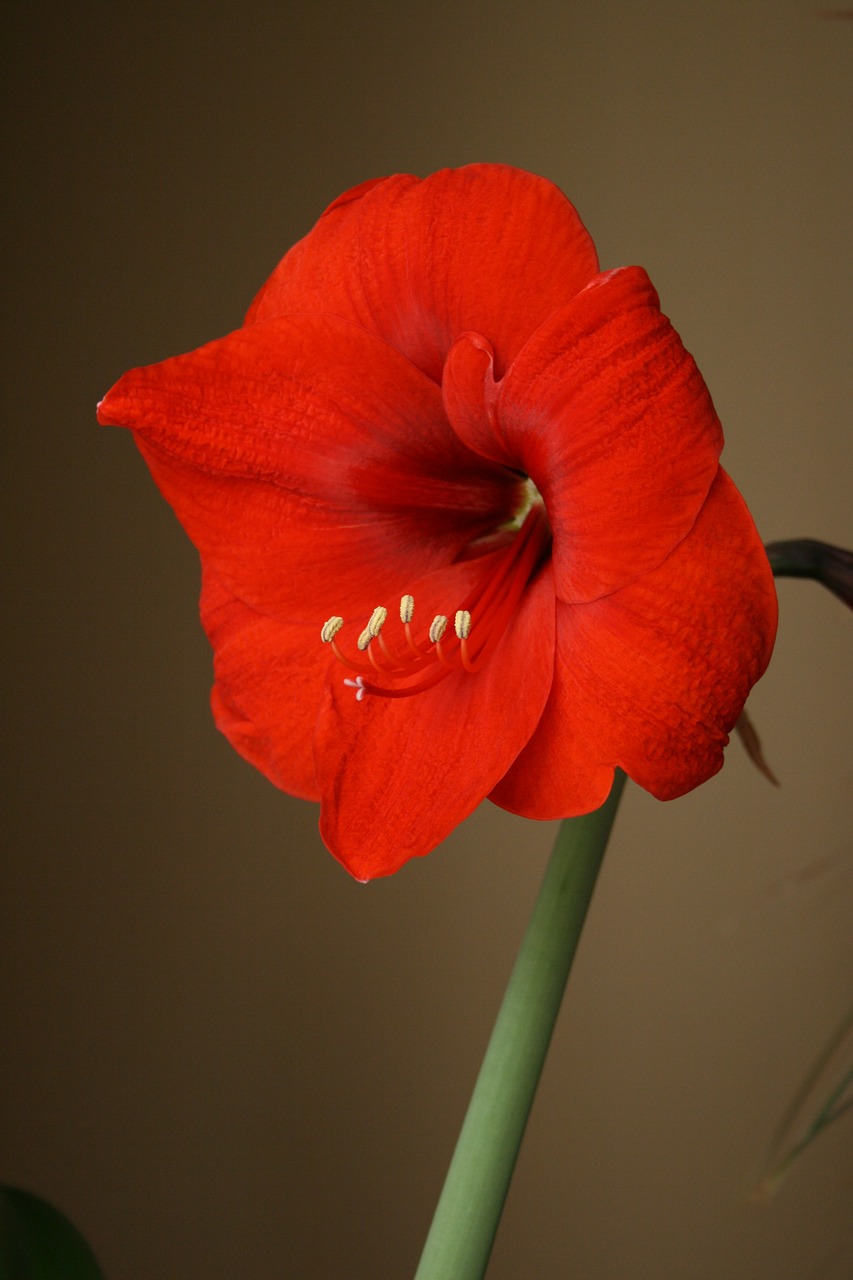 Amaryllis, Gėlė, Raudona, Žydėti, Žydėjimas, Lemputė, Tvirtas, Amaryllidaceae, Nemokamos Nuotraukos,  Nemokama Licenzija