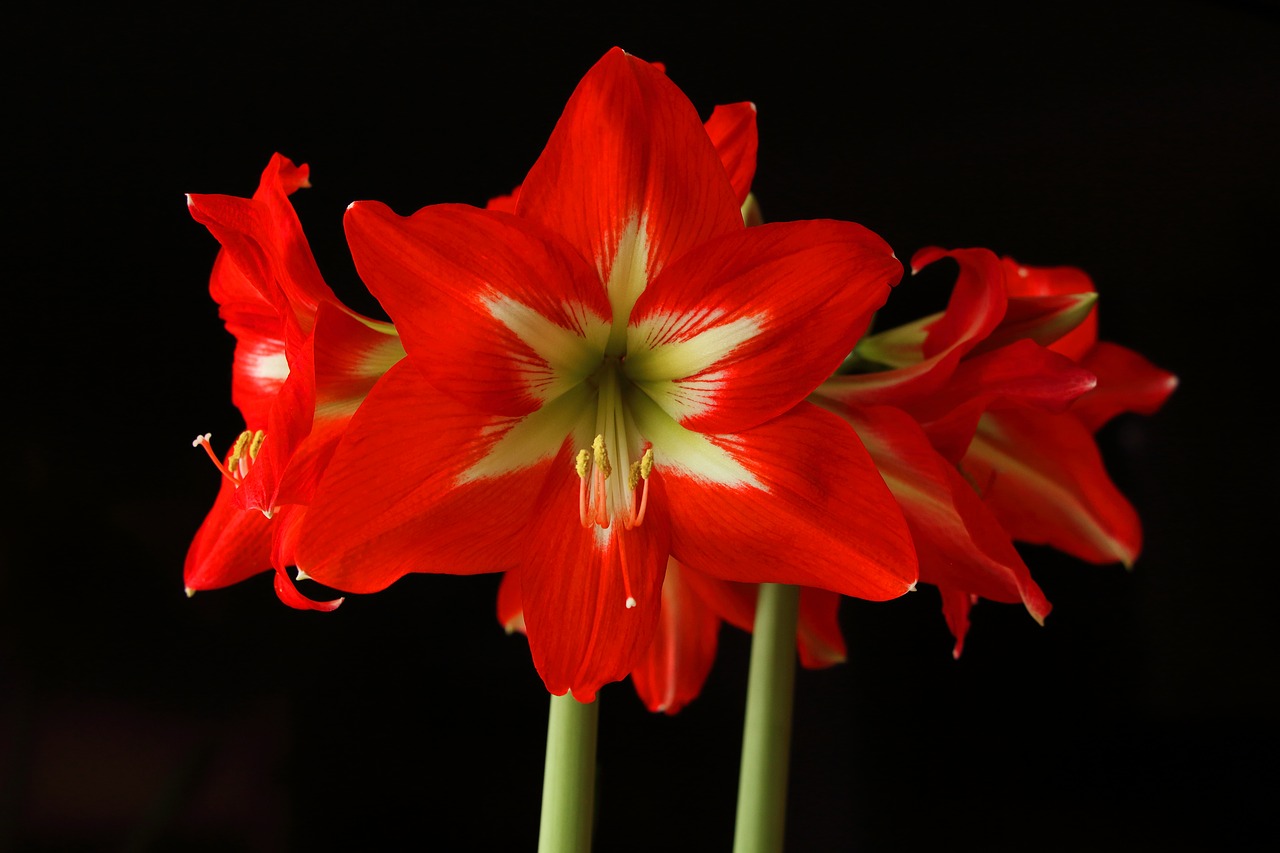 Amaryllis, Gėlė, Žiedas, Žydėti, Raudona, Amarilio Augalas, Uždaryti, Augalas, Žiedadulkės, Gamta