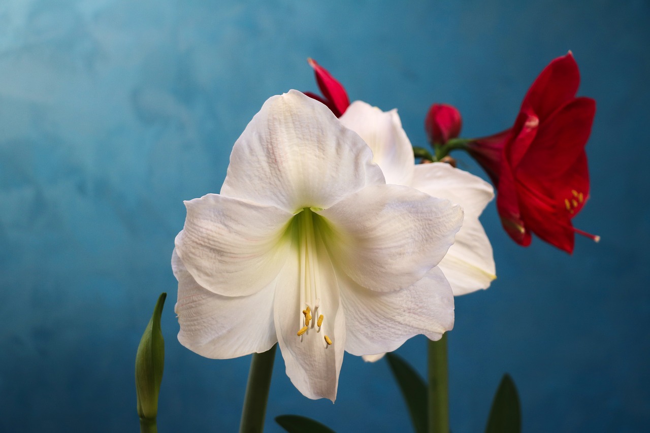 Amaryllis, Balta, Raudona, Gėlė, Sodininkystė, Augalas, Nemokamos Nuotraukos,  Nemokama Licenzija