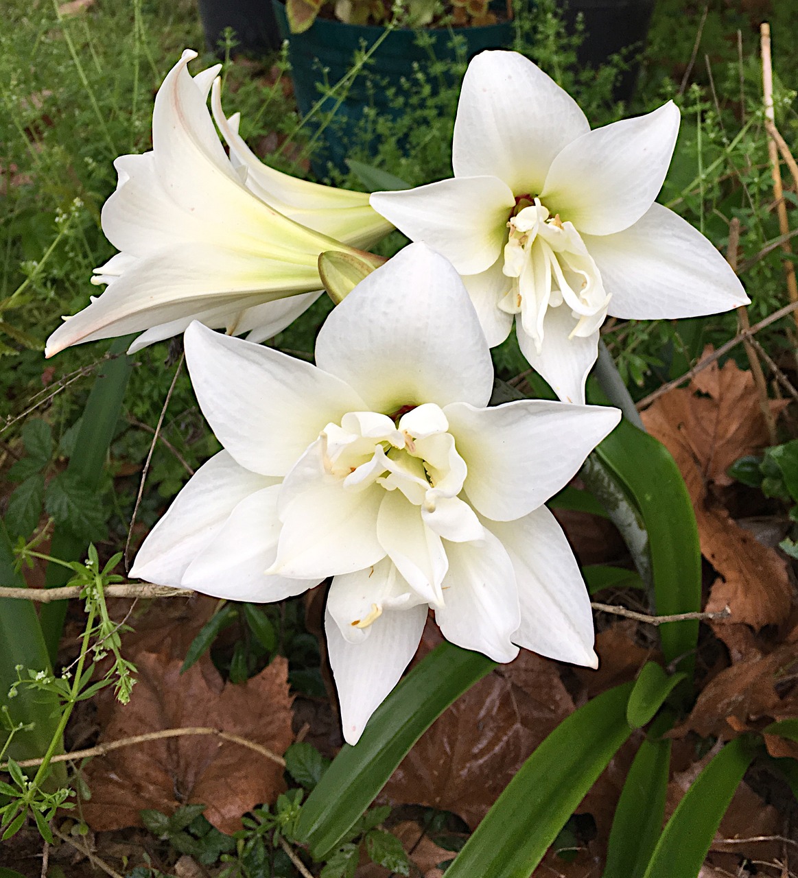 Amaryllis, Žiedai, Balta, Gėlė, Gėlių, Žydi, Nemokamos Nuotraukos,  Nemokama Licenzija