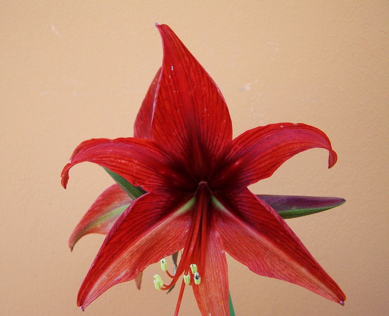 Amaryllis, Kūgio Žiedynas, Bulvinis Augalas, Nemokamos Nuotraukos,  Nemokama Licenzija